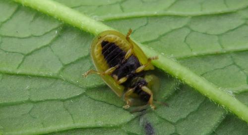 Réf. 210 902 : Cassida vittata
